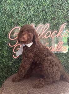 Cash F1 Mini Goldendoodle puppy for sale in Texas 2