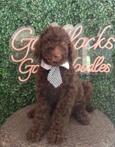 Cash F1 Mini Goldendoodle puppy for sale in Texas 3