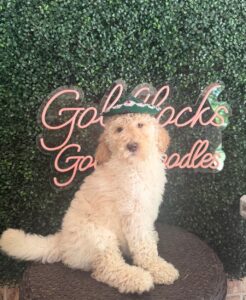 Chase Mini Goldendoodle Puppies Texas 1