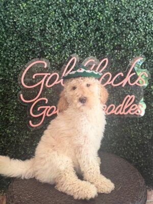 Chase Mini Goldendoodle Puppies Texas 1