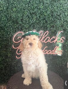 Chase Mini Goldendoodle Puppies Texas 3