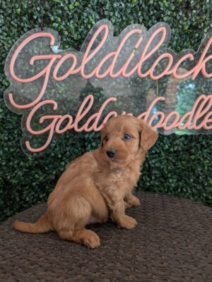 F1B Mini Goldendoodle Female Puppy “Lucy” 25-35 lbs, DOB 04/15, Ready 6/10, $150/month (PayPal Pay Later)