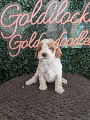 F1B Mini Goldendoodle Female Puppy “Marshmellow Girl” 25-35 lbs, DOB 04/15, Ready 6/10, $150/month (PayPal Pay Later)