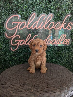 F1B Mini Goldendoodle Female Puppy “Brownie” 25-35 lbs, DOB 04/15, Ready 6/10, $150/month (PayPal Pay Later)